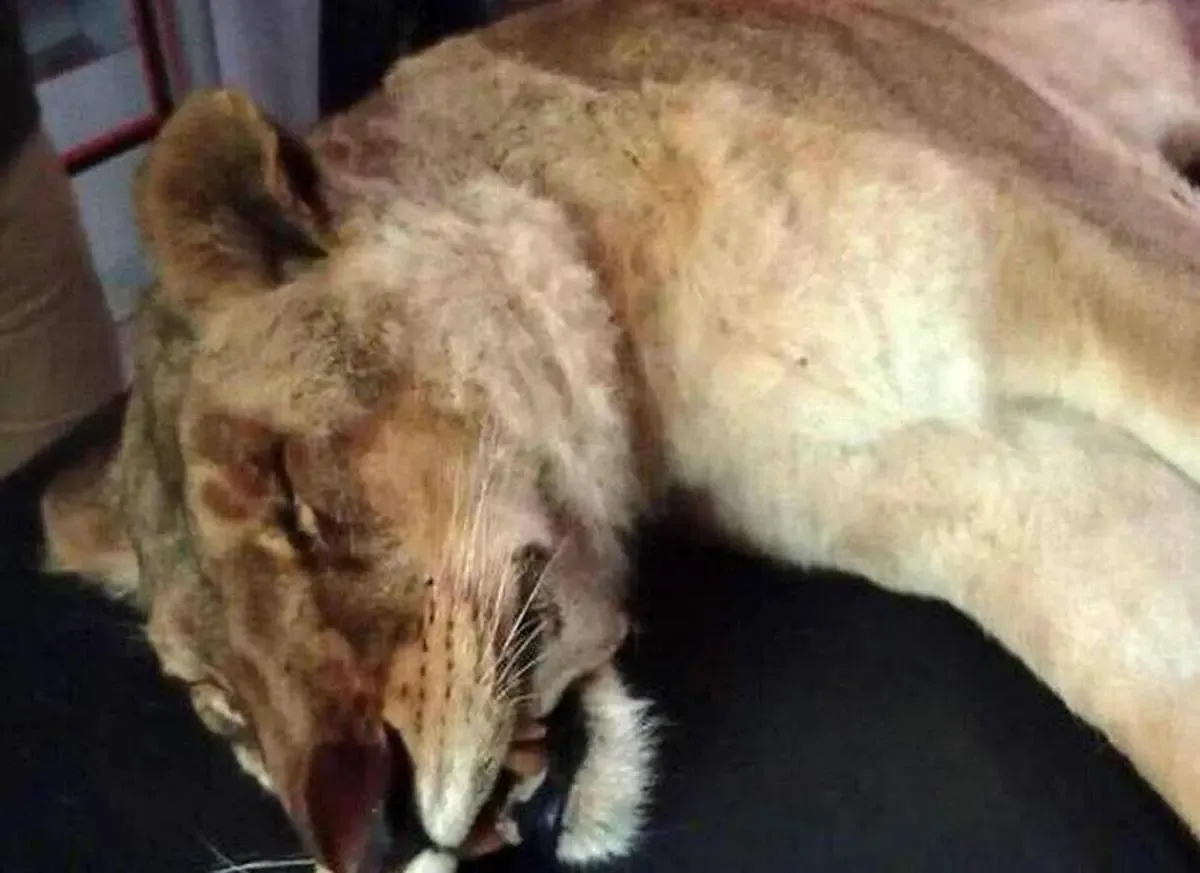 کالبدشکافی شیر تلف شده/ هیچ اثری از ضرب و جرح یافت نشد