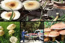 هشدار / خوردن قارچ سمی خودرو روزانه قربانی می‌گیرد