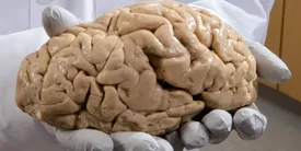 این نرم افزار رمز و راز عملکرد مغز کودکان را کشف می کند