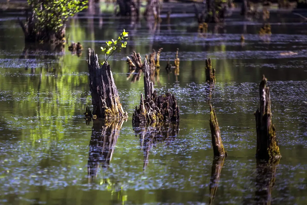 دریاچه ارواح نوشهر؛ سفری به دنیای ترسناک