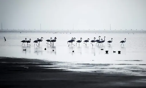 پرندگان مهاجر در استان گلستان/عکس:راحله حصاری