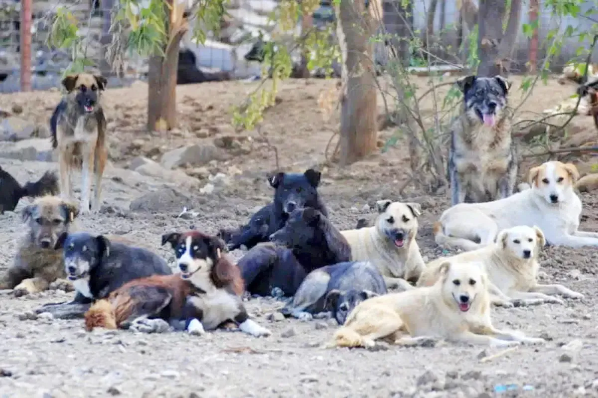 از هاری تا مرگ؛ نتیجه افزایش سگ‌های ولگرد