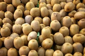 ممنوعیت صادرات کیوی برداشته شد