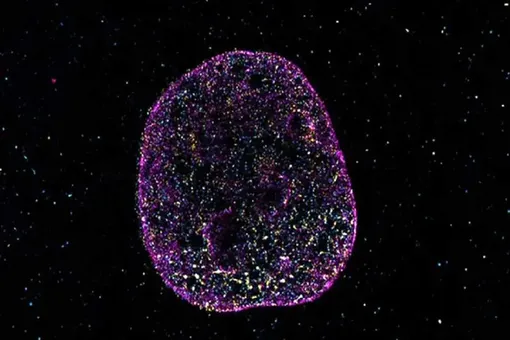 دانشمندان زبان دوم حیات را کشف کردند