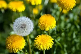 گیاه قاصدک بمب خاصیت است!