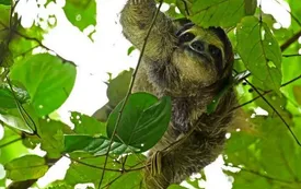 تلف شدن ۳۱ «تنبل»