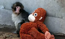 با «پانچ» بچه‌میمون تنهای این روزها آشنا شوید/ فیلم و عکس