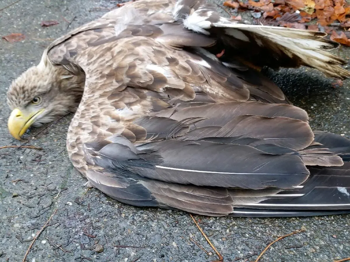 ببینید | سقوط عقاب‌ها از آسمان به دلیل گرمای زیاد