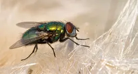 ساخت پلاستیک تجزیه‌پذیر از مگس‌های مرده