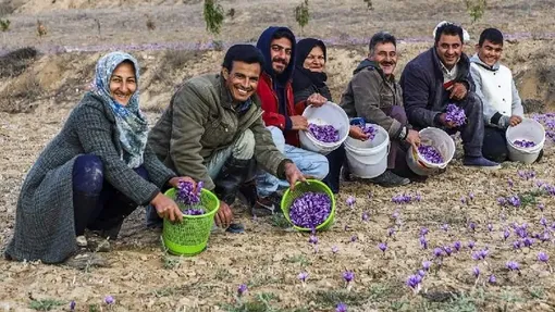 پیچیدن عطر زعفران در گلستان / عکاس : فائزه کابلی