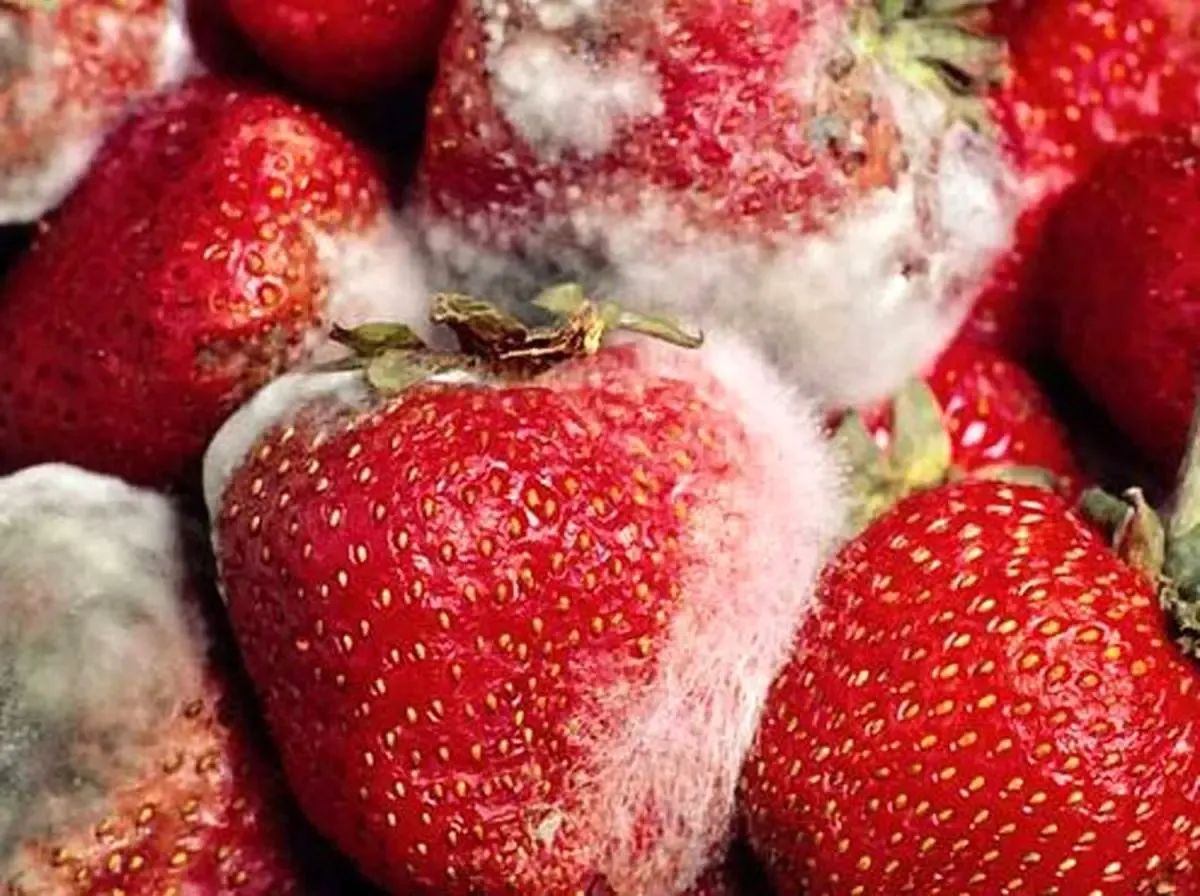 خوراکی های کپک زده را بو نکنید