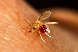 بیماریی که سالانه بین هزار تا دو هزار نفر به آن مبتلا می‌شوند