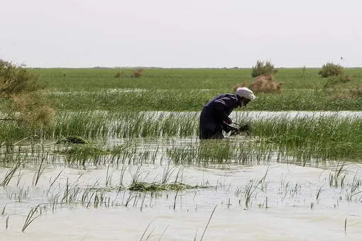 حالِ خوبِ «هامون»/عکس: مصطفی حمزه ای