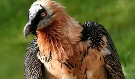 همای سعادت یا لاشخور؟