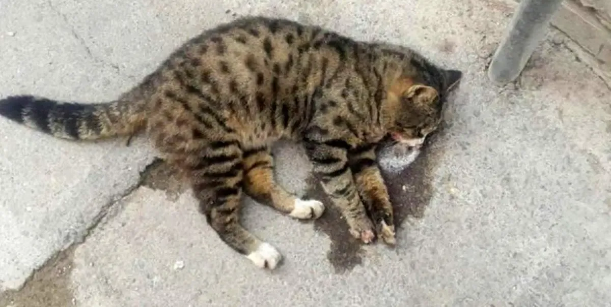 مجازات حبس و جریمه نقدی در انتظار حیوان آزاران