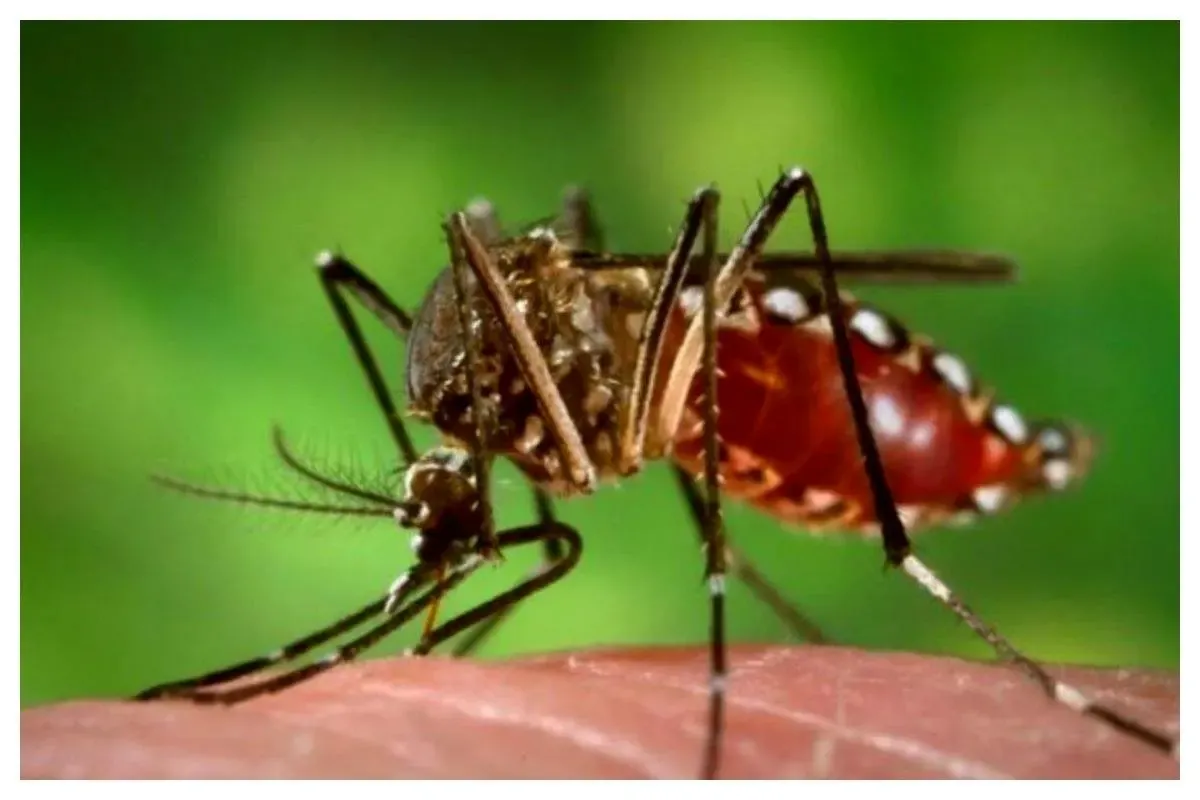 پشه آئدس در این مناطق بیشتر است/ عکس نقشه احتمالی