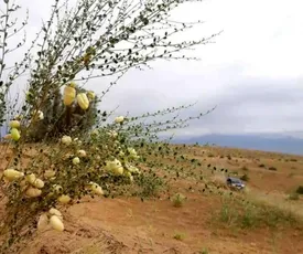 ۱۳۰۰ گونه گیاهی متنوع در سیستان و بلوچستان