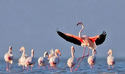 هشدار جدی برای میانکاله | همه رودهای آبریز به این منطقه حفاظت شده خشک شدند