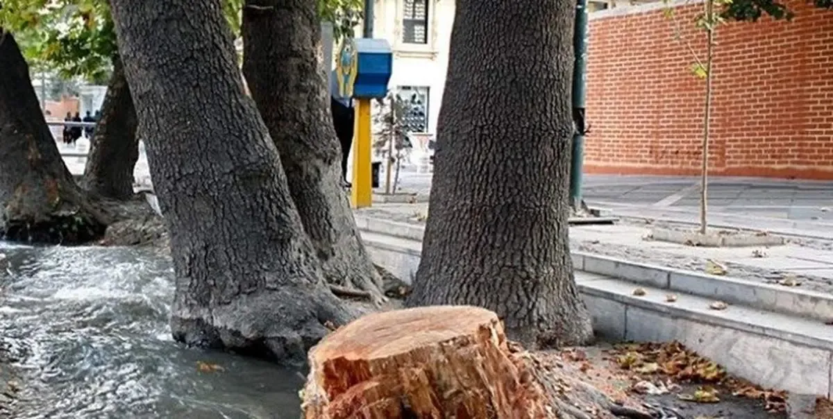 درختان خیابان ولیعصر از اصفهان می‌آیند