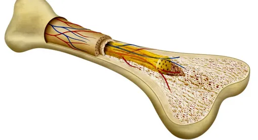 خطر «پوکی‌استخوان» با این مواد غذایی