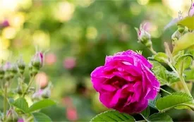 برداشت گل محمدی در روستای عنصرود تبریز/عکاس :میرعطالله داداشی اعظمی