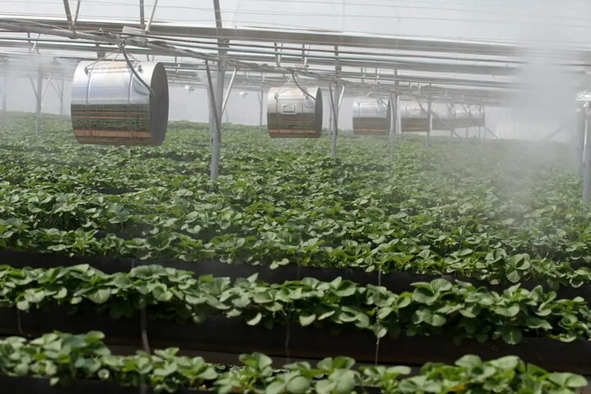 ۹۰ درصد محصولات گلخانه‌ای شمال استان اردبیل صادر می‌شود