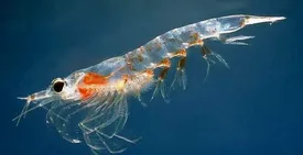 برای نخستین بار ۵ میلیون قطعه لارو میگو ببری در آب‌های جزیره جهانی قشم رهاسازی شد/ایجاد مرکز بازسازی ذخایر آبزیان در قشم