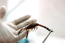 نیش عقرب چند نفر را در ایران کشت؟ | آماری عجیب از عقرب‌گزیدگی در کشور