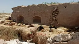 شوک قیمتی در بازار گوشت/ دام ارزان، گوشت گران!