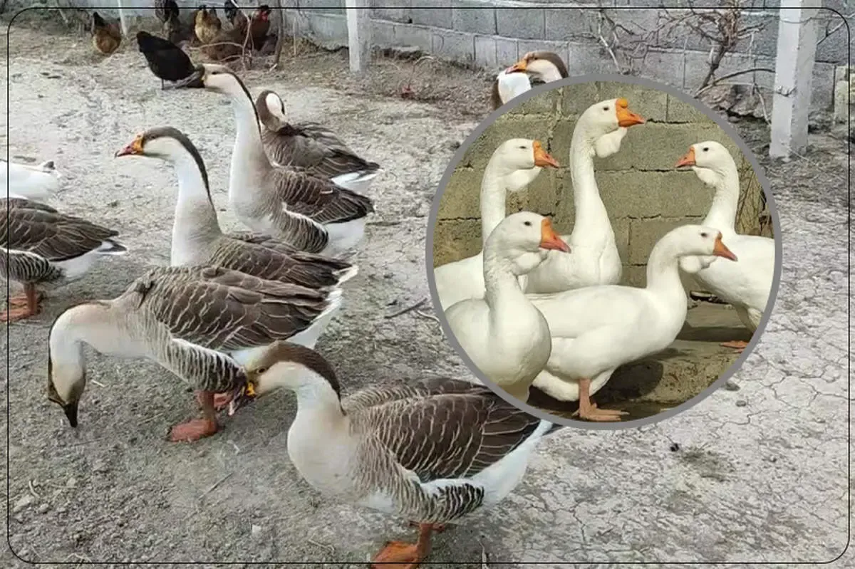 آموزش پرورش قوغاز اکراینی در خانه