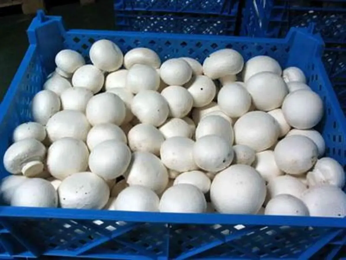 قارچ کیلویی 350 هزار تومان