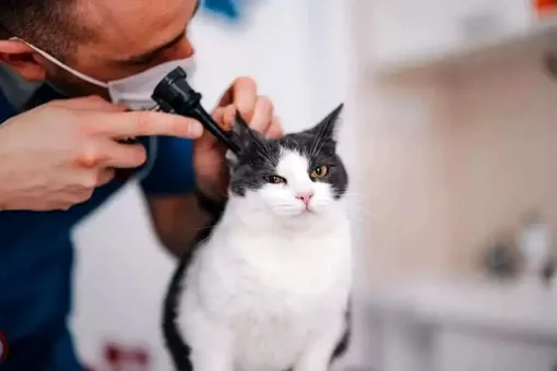 وقتی گربه‌ها نجات‌بخش شدند