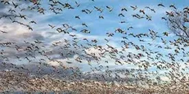 بی تدبیری، پرندگان مهاجر را فراری داد