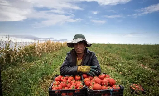 برداشت گوجه فرنگی در دشت قزوین/عکس :فرهاد صفری