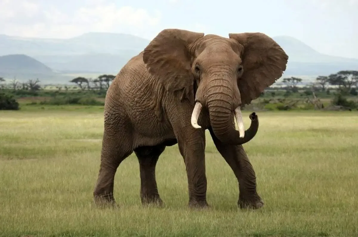 فیل‌ها یکدیگر را با اسم خاص خود صدا می‌کنند!