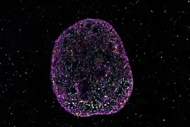 دانشمندان زبان دوم حیات را کشف کردند