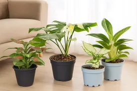 هدیه دادن گیاه؛ آداب و نمادها: هر گیاه چه پیامی دارد؟ (زبان گیاهان در فرهنگ ایرانی و جهانی)