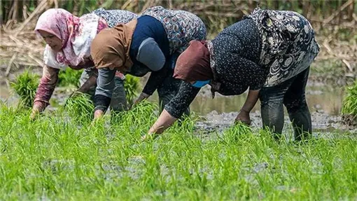 نشا کاری - مازندران / عکاس : مهدی محبی پور