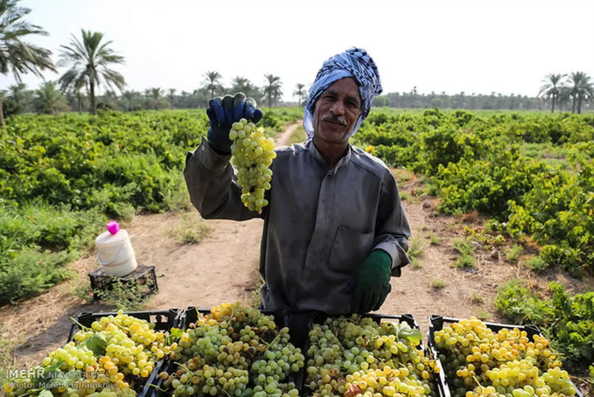 بحران بی سابقه در کشاورزی خوزستان