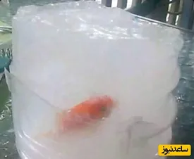 دوستی خاله خرسه کودکانه در حق ماهی قرمز نگون بخت/ عکس