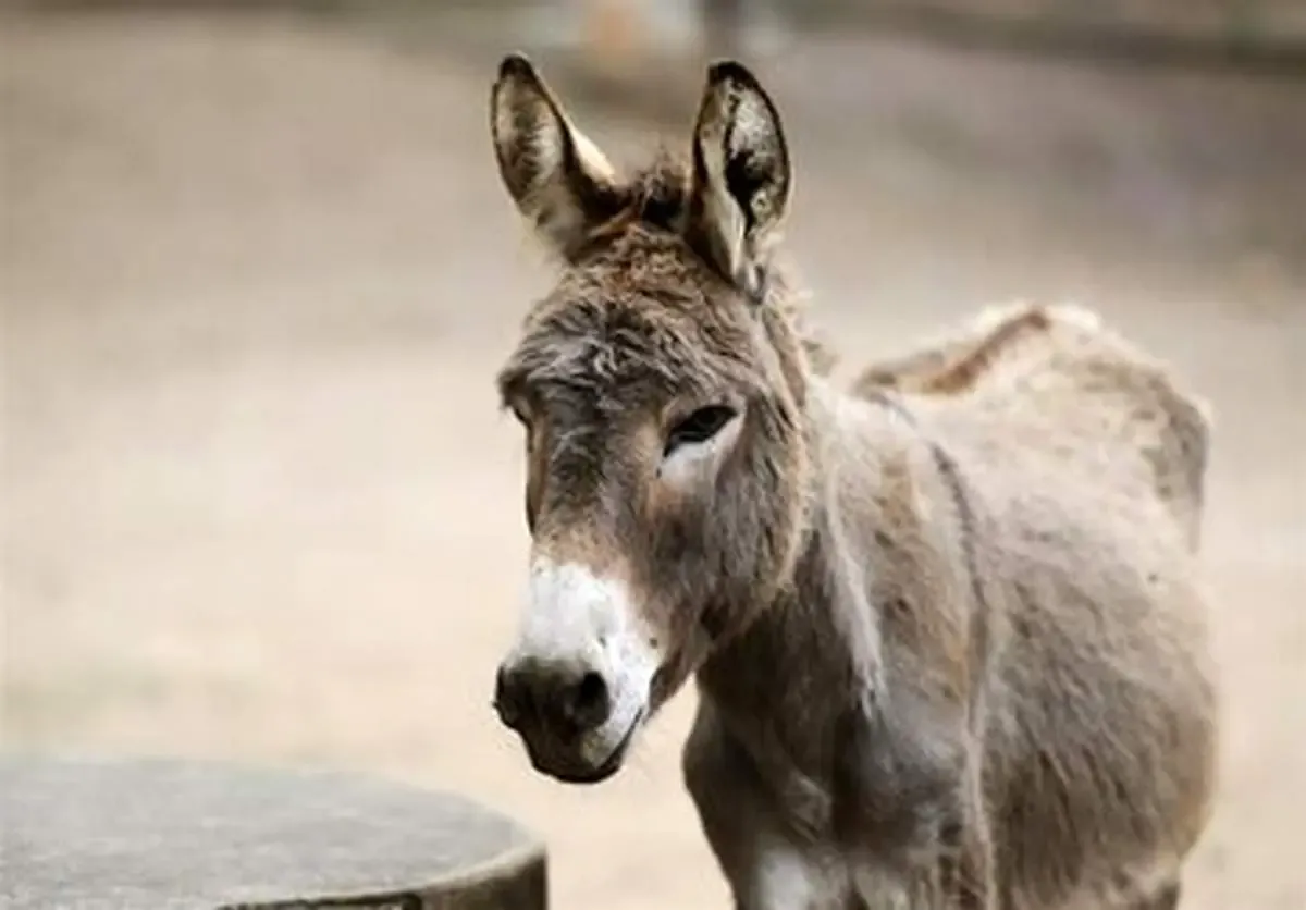 قیمت عجیب شیر الاغ/ قیمت هر کیلو تا ۲ میلیون تومان