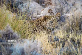 تصاویر ناب از یک قلاده پلنگ در فیروزکوه/ ببینید