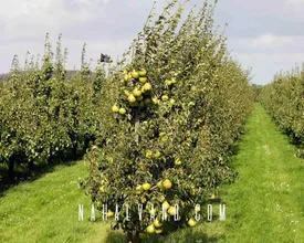 بازار نهال ایران می تواند ایمن ترین اولویت شما برای سرمایه‌ گذاری باشد