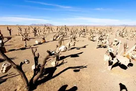 مکانهای ترسناک ایران/ از غار قاتل تا جنگلی که جیغ میکشد!