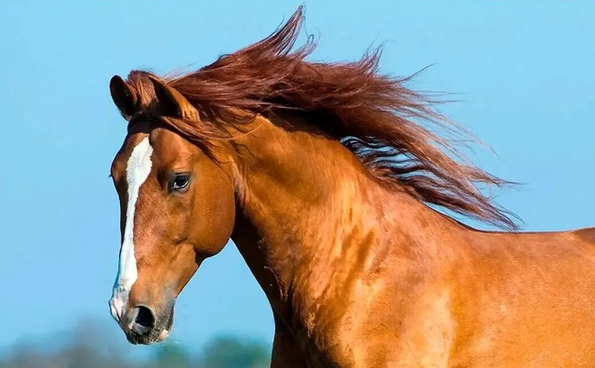 اگر دم اسب را ببریم چه می‌شود؟