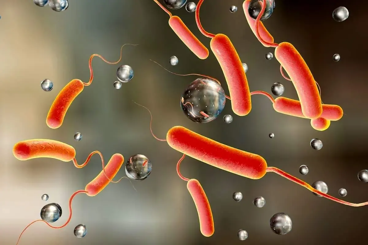 وبا ؛ بیماری روزهای گرم سال