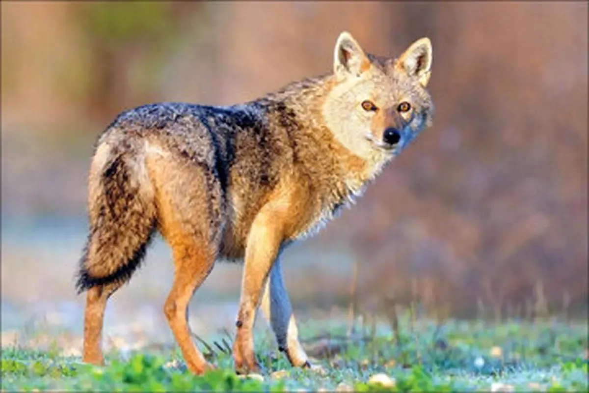 شغال‌های پارک لویزان از سرخوشی چندقلوزا شده اند؟