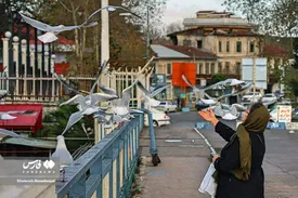 گیلان با مهمان هایی زیبا از سیبری تماشایی تر شد