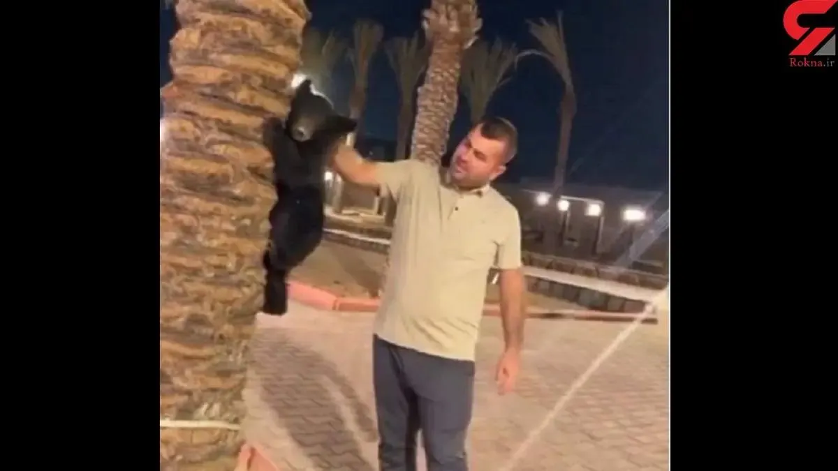 گونه های حیات وحش ایران بازیچه دست عراقی های ثرتمند/ خرس سیاه بلوچی در حال انقراض است