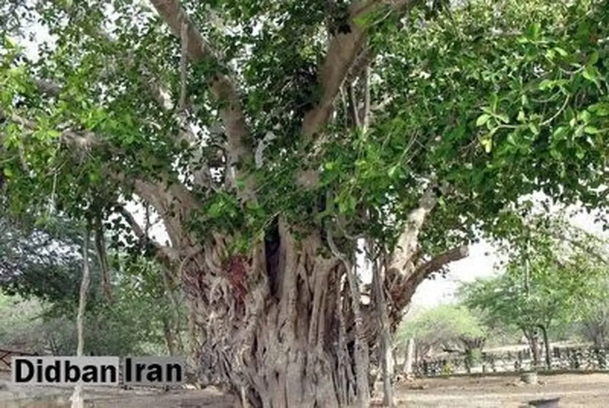 تنها اژدهای زنده جهان / عکس